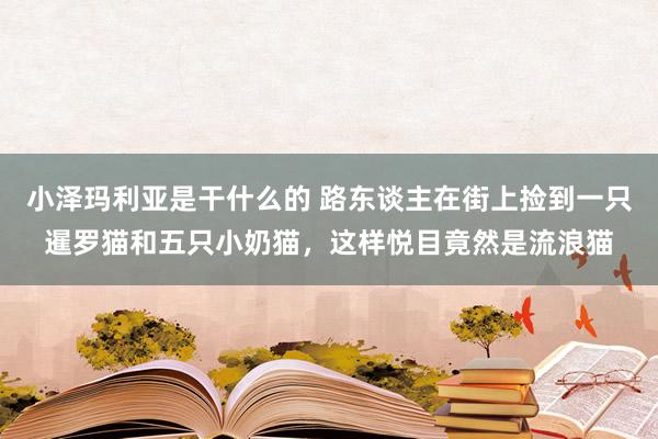 小泽玛利亚是干什么的 路东谈主在街上捡到一只暹罗猫和五只小奶猫，这样悦目竟然是流浪猫