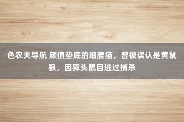 色农夫导航 颜值垫底的细腰猫，曾被误认是黄鼠狼，因獐头鼠目逃过捕杀