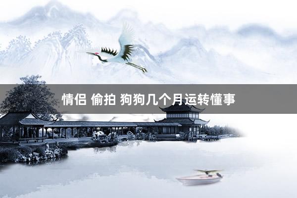 情侣 偷拍 狗狗几个月运转懂事