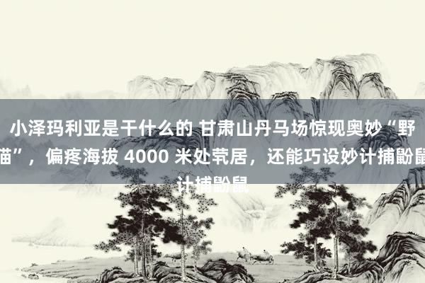 小泽玛利亚是干什么的 甘肃山丹马场惊现奥妙“野猫”，偏疼海拔 4000 米处茕居，还能巧设妙计捕鼢鼠