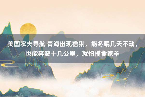 美国农夫导航 青海出现猞猁，能冬眠几天不动，也能奔波十几公里，就怕捕食家羊