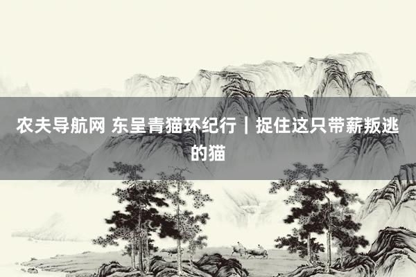 农夫导航网 东呈青猫环纪行｜捉住这只带薪叛逃的猫