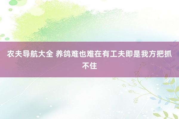 农夫导航大全 养鸽难也难在有工夫即是我方把抓不住