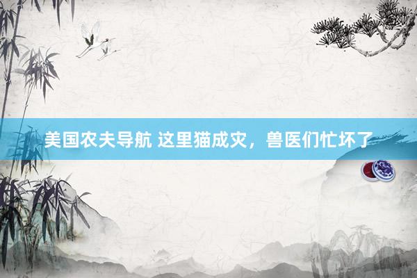 美国农夫导航 这里猫成灾，兽医们忙坏了